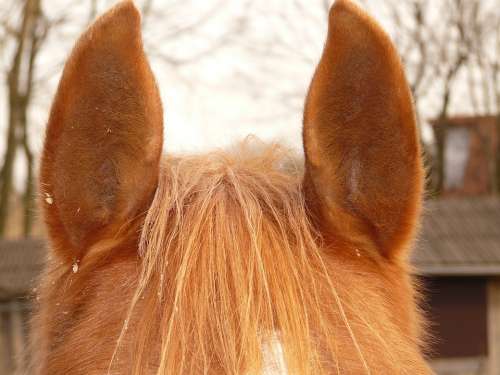 Horse Ears Ears Horse Animal Fur Lpony Creature