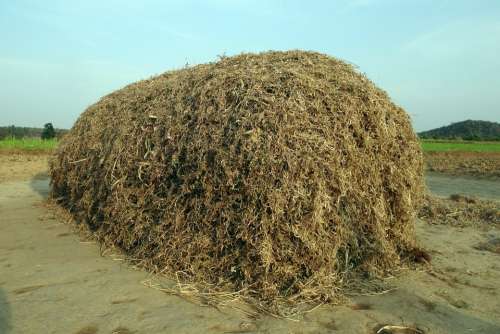 Horse Gram Kulthi Pulse Crop Residue Fodder Stack