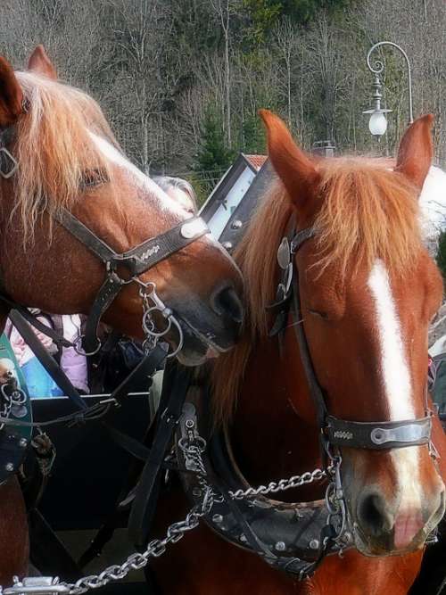 Horses Harness Carriage Travel Animal Nature