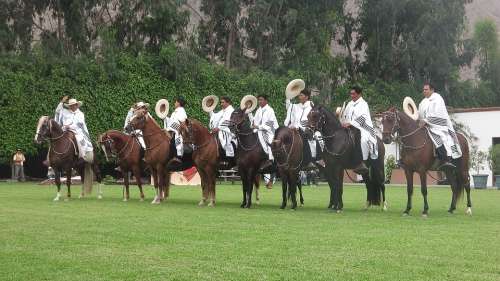 Horses In Restaurant Of Peru