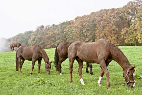 Horses Pasture Brown Stallions Landscape