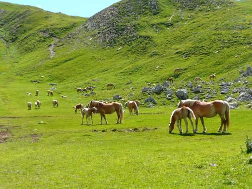 Horses Herd Avellino Mountain Dolomites Fuciade