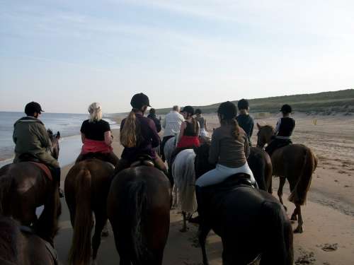 Horses Beach Beach Ride Spring Cosy Horse Group