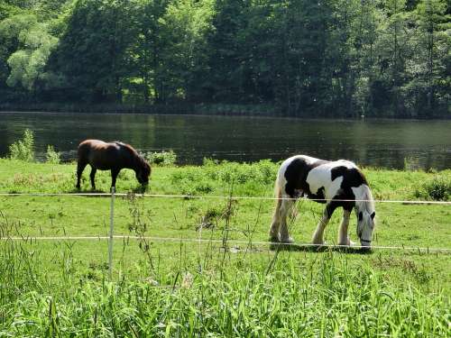 Horses Paddock Coupling Animal Nature Graze