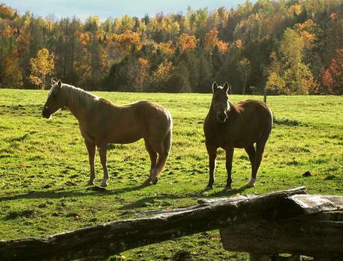 Horses Ranch Rural Fall Vermont Field Equine