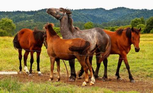 Horses Pasture Land Grass Meadow Animal Pony