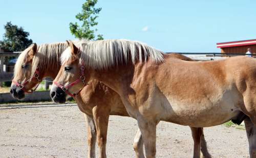 Horses Haflinger Together Pair For Two