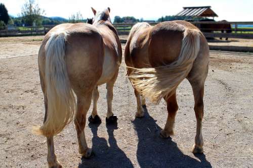 Horses Together Pair For Two Connectedness Couple