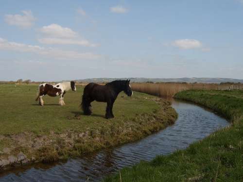 Horses Stream Water Grass Meadow Summer Outdoor