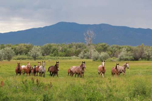 Horses Wild Animals Herd
