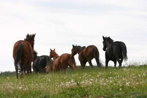 Horses Meadow Nature