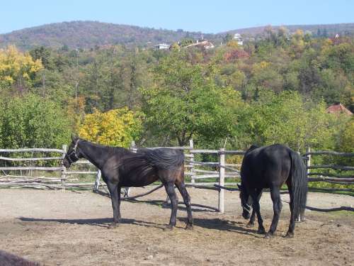 Horses Ethnographic Open Air Museum Autumn