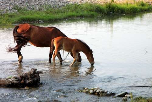 Horses Drink Water Colt Foal Field Summer Flow