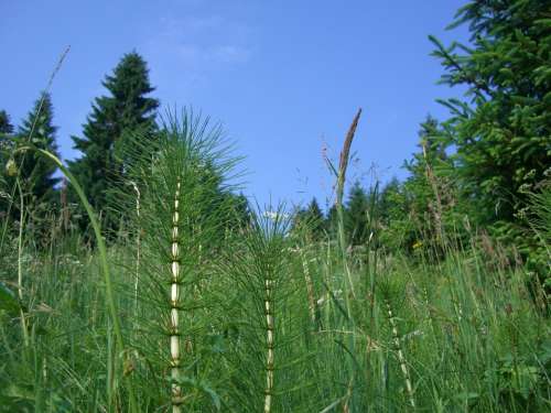 Horsetail Grasses Fir Tree Sky Blue