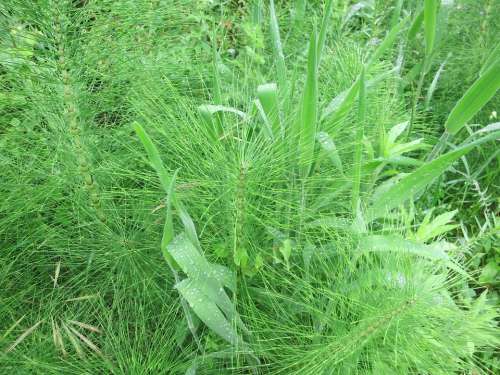 Horsetail Meadow Green Equisetum Arvense