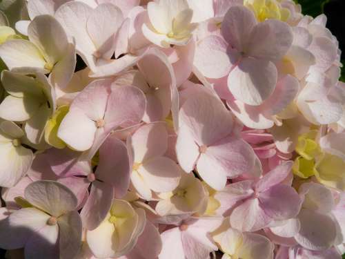 Hortensia Flower Rosa Yellow Fragrance Beauty