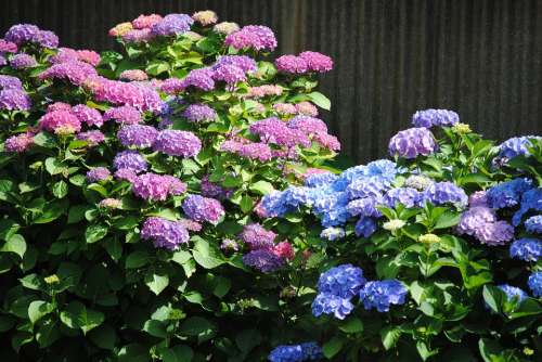 Hortensia Flowers Purple Blue