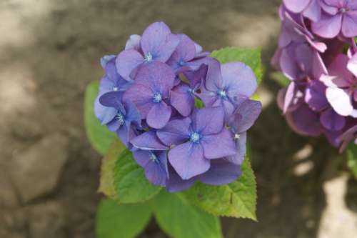 Hortensia Flower Garden