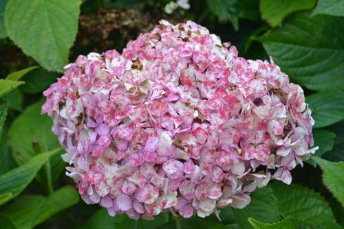 Hortensia Withered Flower