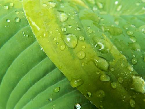 Hosta Leaf Flora Nature Gardening Rain Water