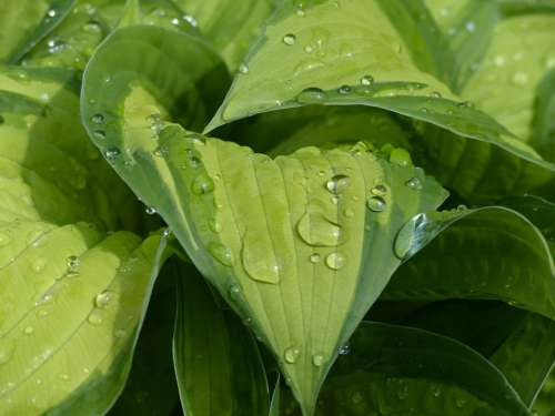 Hosta Water Raindrop Sheet Plant Green Perennial