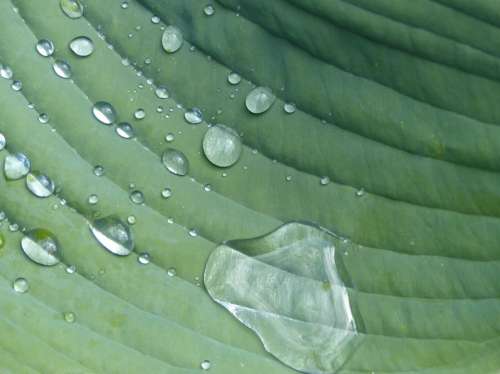 Hosta Garden Perennial Raindrop Plant Sheet Green