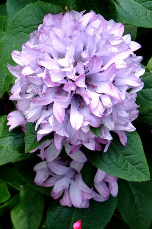 Hosta Vista Garden Caroline Bellflower Perennial