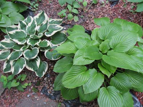 Hostas Perennial Garden Plants Shade Plants Hosta