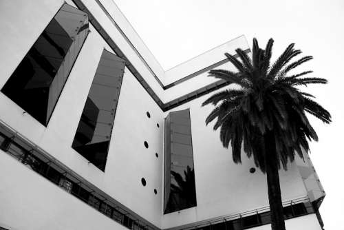 Hotel Building Palm Palm Trees Architecture House