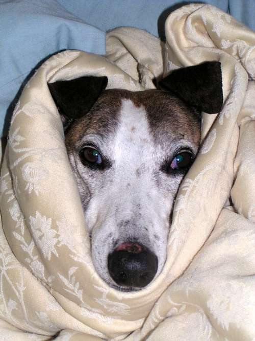 Hound Pet Cute Wrapped Sad Doggy Adorable