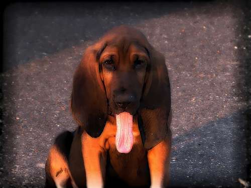 Hound Dog Pet Brown Canine Animal