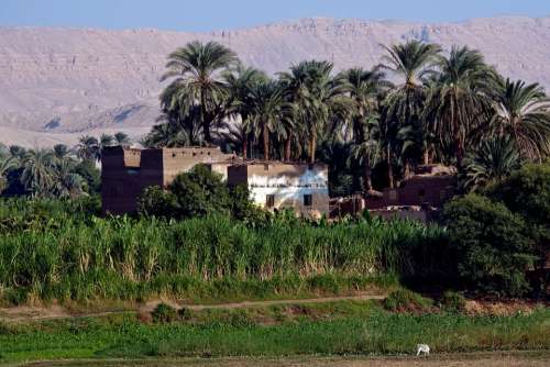 House Egypt Palm Trees Crops Sand Dunes