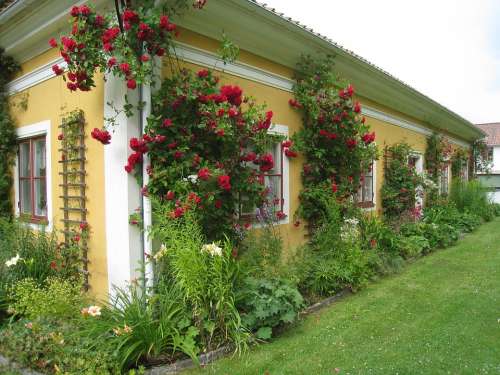 House Sweden Countryside Roses Window Colors Lawn