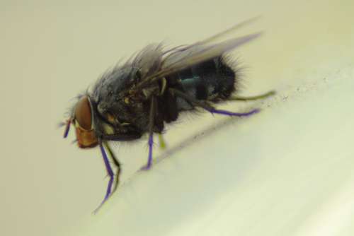 Housefly Fly Insect Close Up Animal Nature