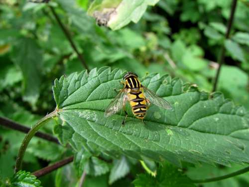 Hoverfly Forest Campestris Insect Animals Nature