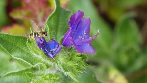 Hoverfly Flower Purple Madeira Portugal Flora