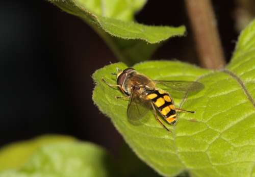 Hoverfly Insect Wing Compound