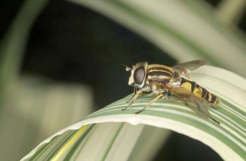Hoverfly Wildlife Insect Macro Yellow Nature