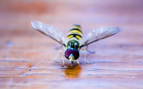 Hoverfly Insect Nature Macro Close Up Animal