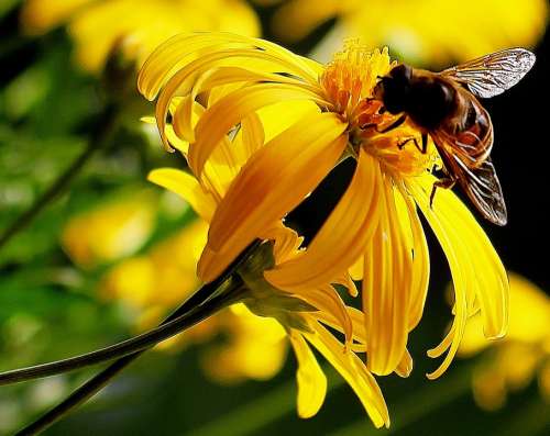 Hoverfly Nectar Yellow Petals Plant Stems