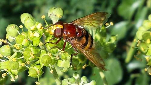 Hoverfly Insect Pollination Close Up Sprinkle