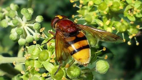Hoverfly Insect Nature Pollination Striped Yellow