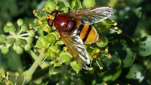 Hoverfly Insect Pollination Sprinkle Nectar Nature