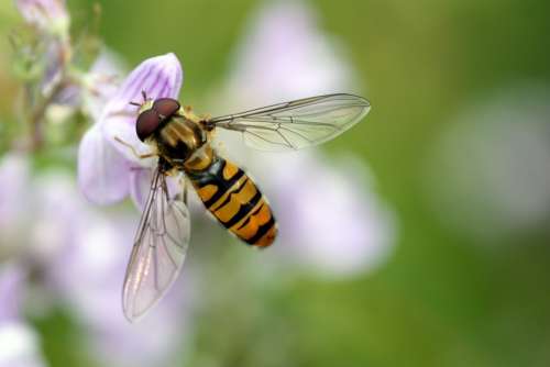 Hoverfly Flower Fly Wings Flower Insect Nature