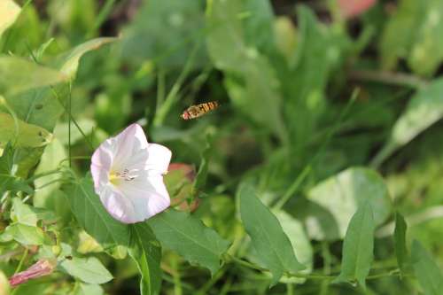 Hoverfly Insect Flower Nature Green Spring Summer