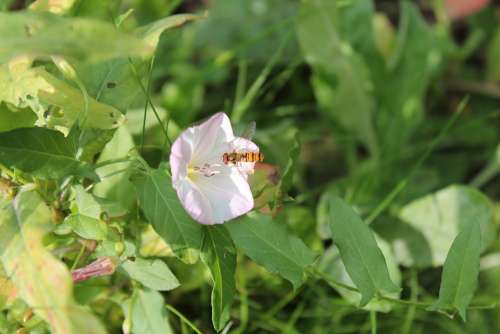 Hoverfly Insect Flower Nature Green Spring Summer