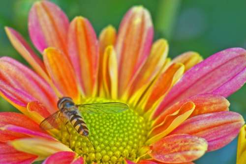 Hoverfly Insect Nature Blossom Bloom Summer