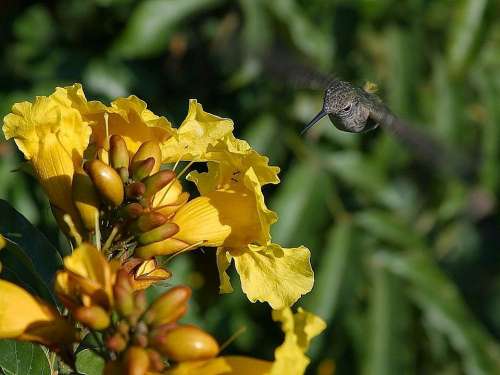 Hovering Flying Humming Hummingbirds Birds Animals