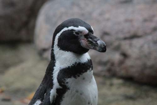 Humboldt Penguin Penguin Spheniscus Humboldti