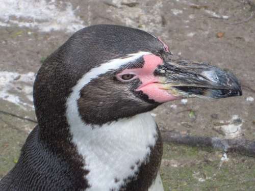 Humbolt Penguin Penguin Zoo Animal Park
